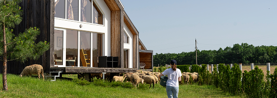 Ökohaus mit Holzfassade auf einer Weide, davor grasen Schafe